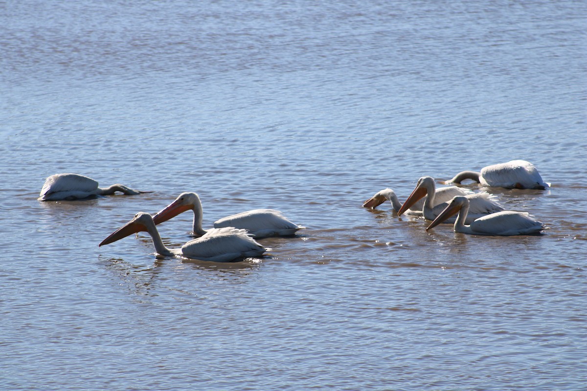 American White Pelican - ML643057900