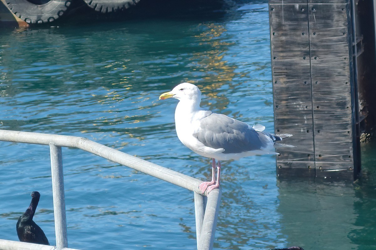 gull sp. - ML643057905