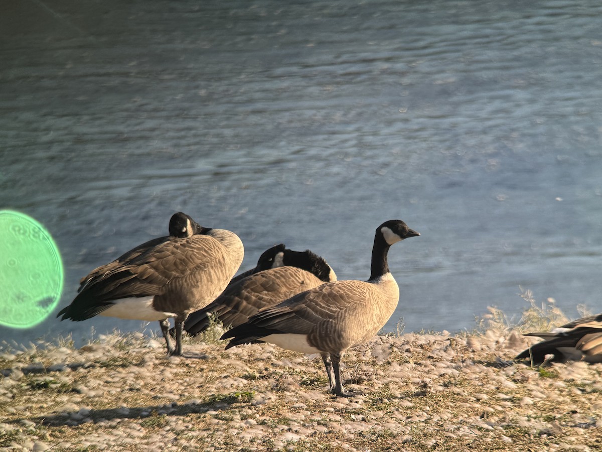 Cackling Goose - ML643057909