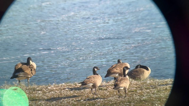 Cackling Goose - ML643057910