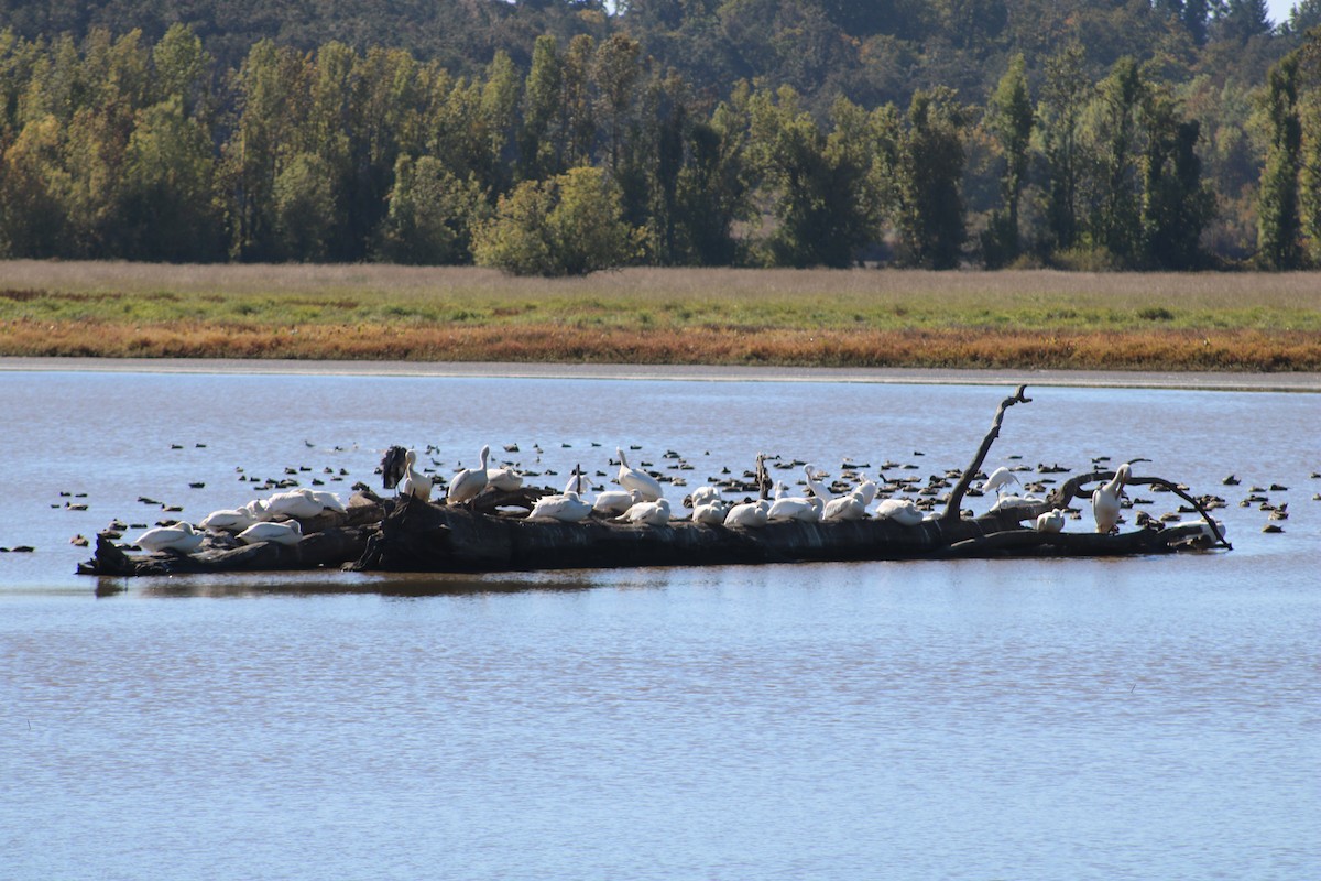 American White Pelican - ML643057915