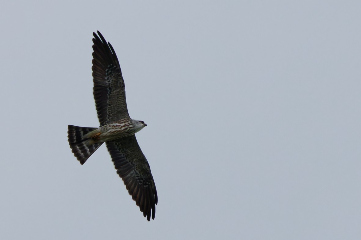 Mississippi Kite - ML643057917