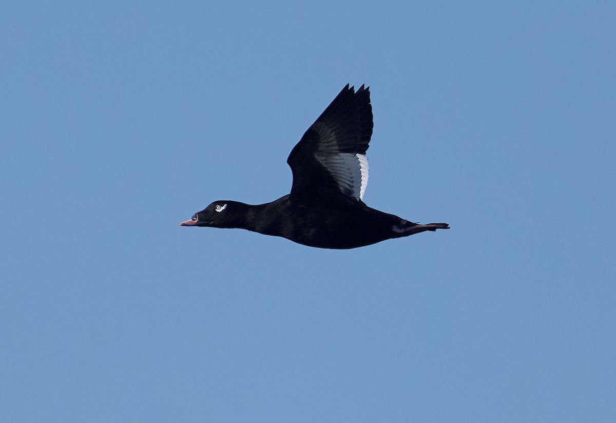 White-winged Scoter - ML643057933
