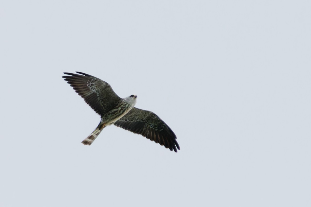 Mississippi Kite - ML643057941