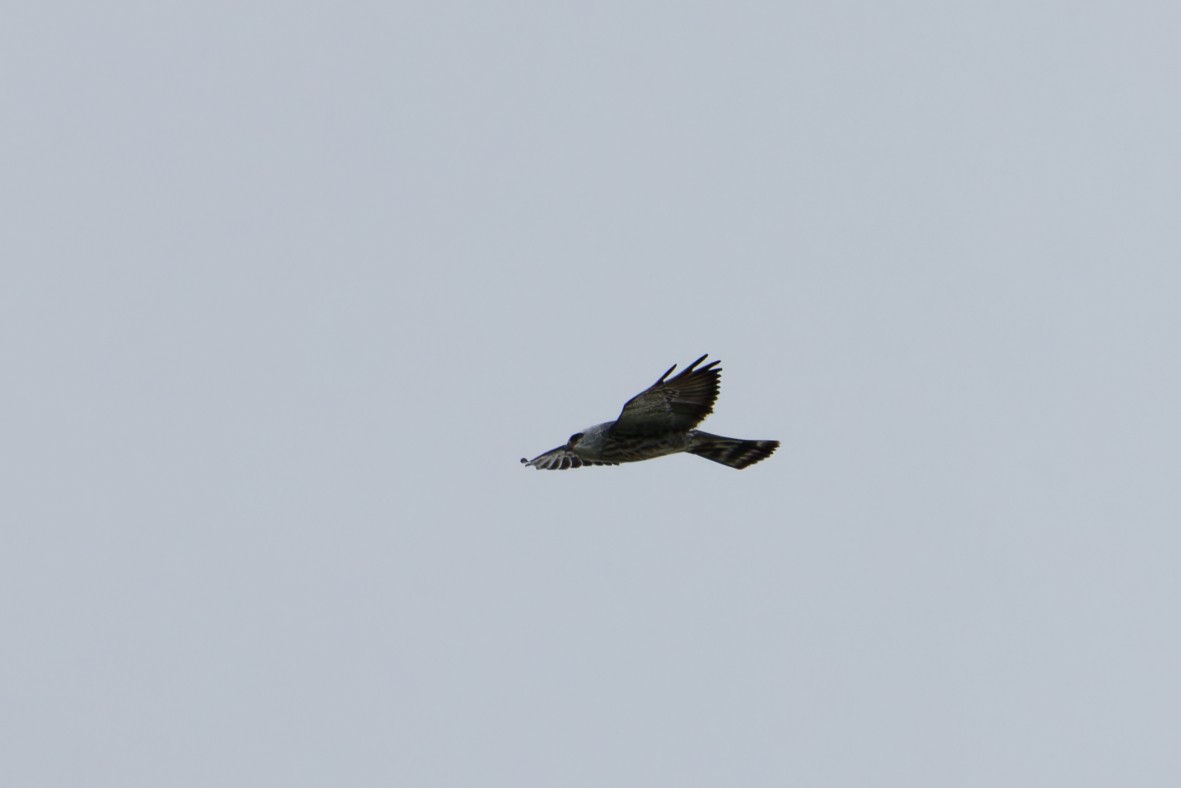 Mississippi Kite - ML643057943