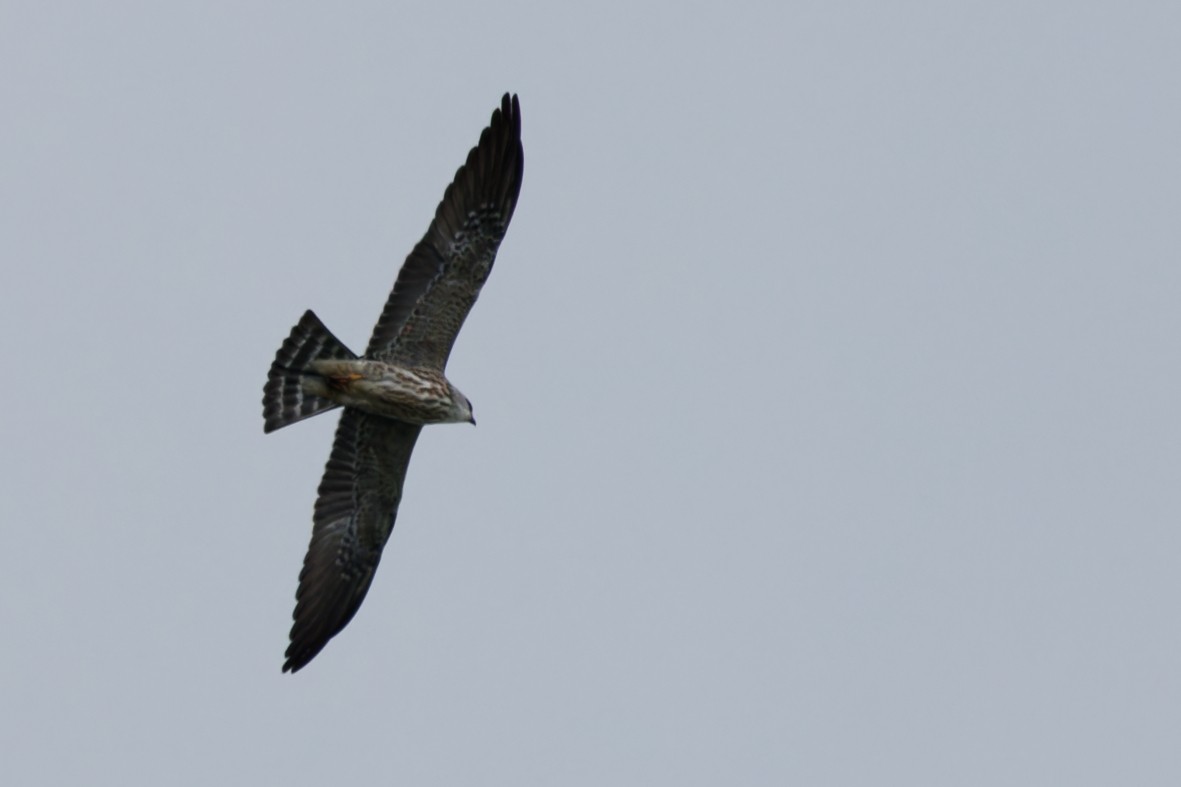 Mississippi Kite - ML643057944