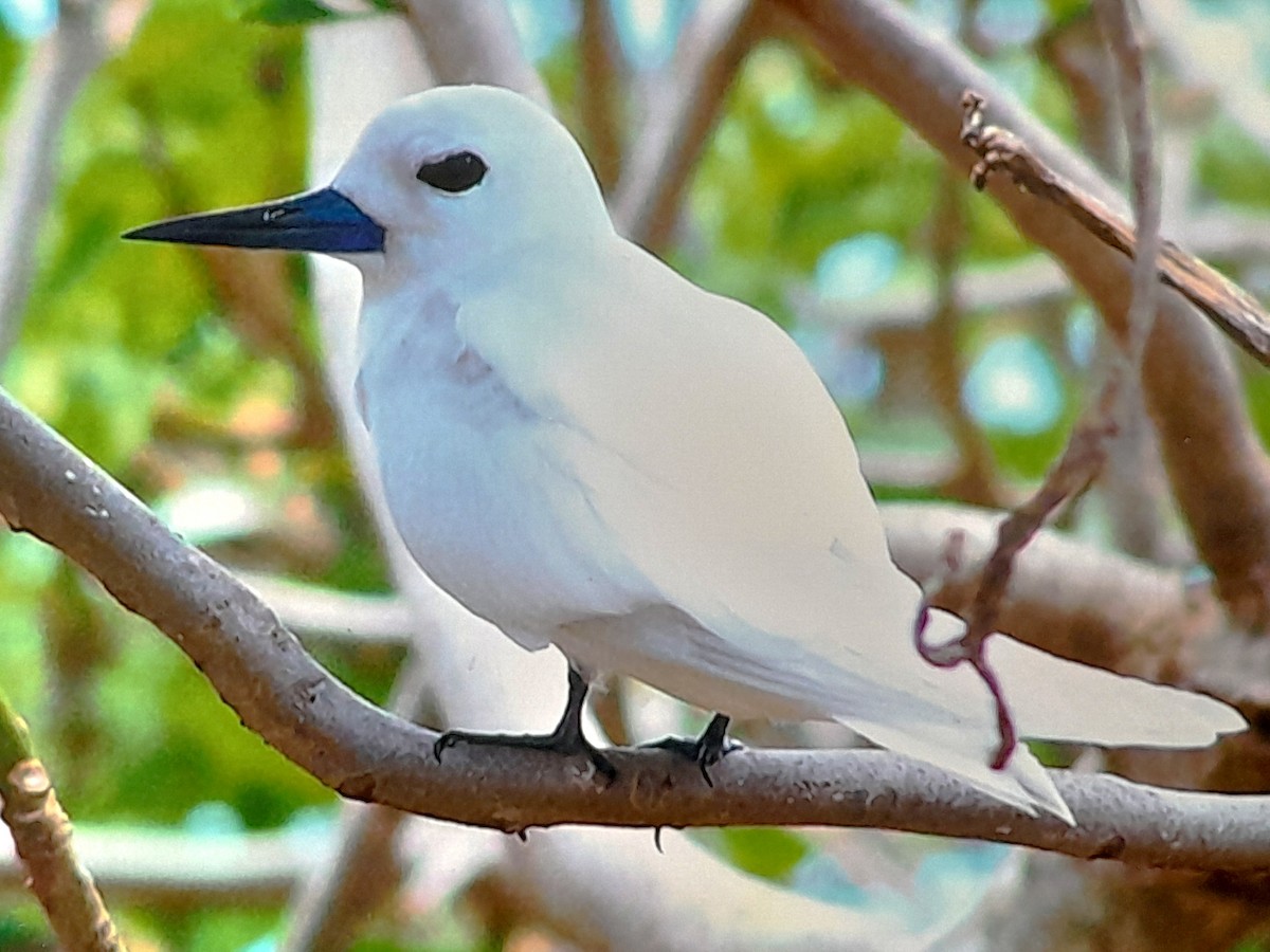 White Tern - ML643057953