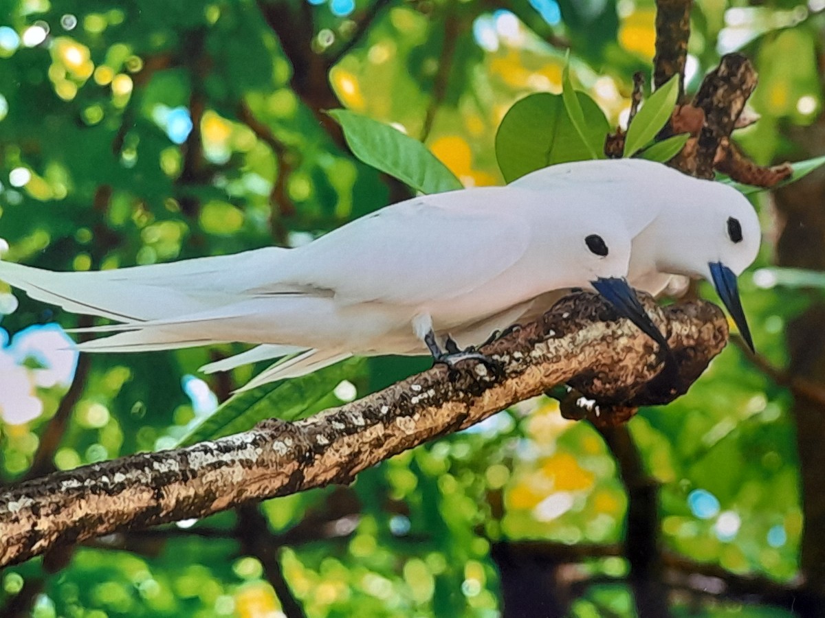 White Tern - ML643057963