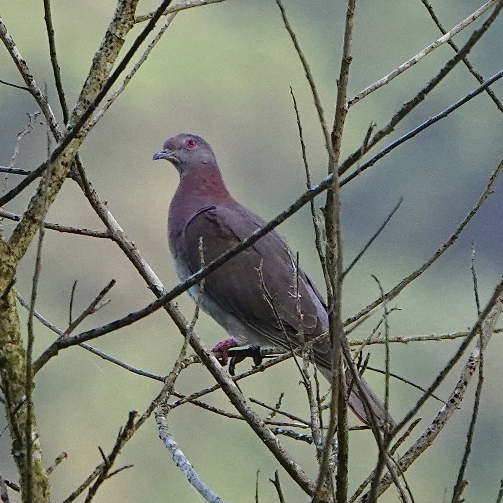 Pale-vented Pigeon - ML643057964