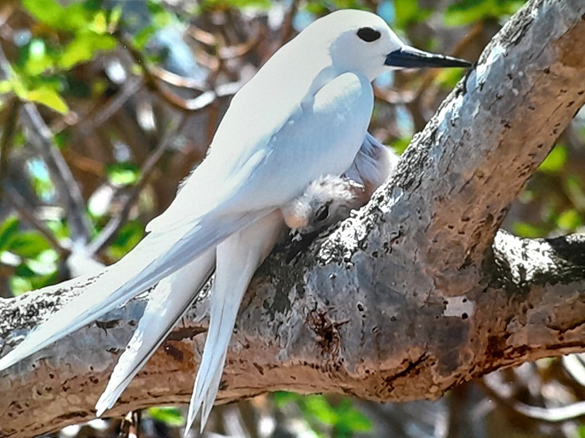 White Tern - ML643057972