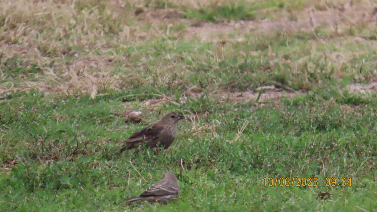 Brown-headed Cowbird - ML643057997