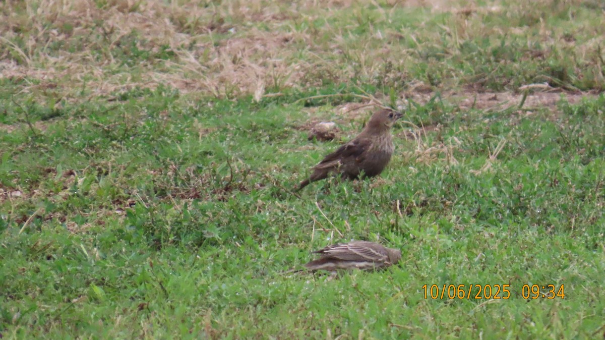 Brown-headed Cowbird - ML643057998