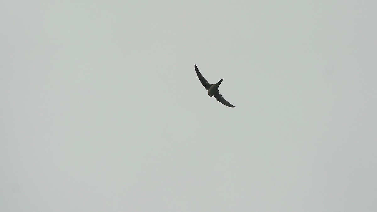 Asian Palm Swift - ML643058008