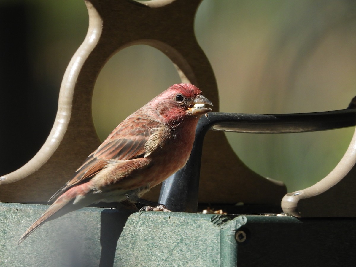 Purple Finch - ML643058011