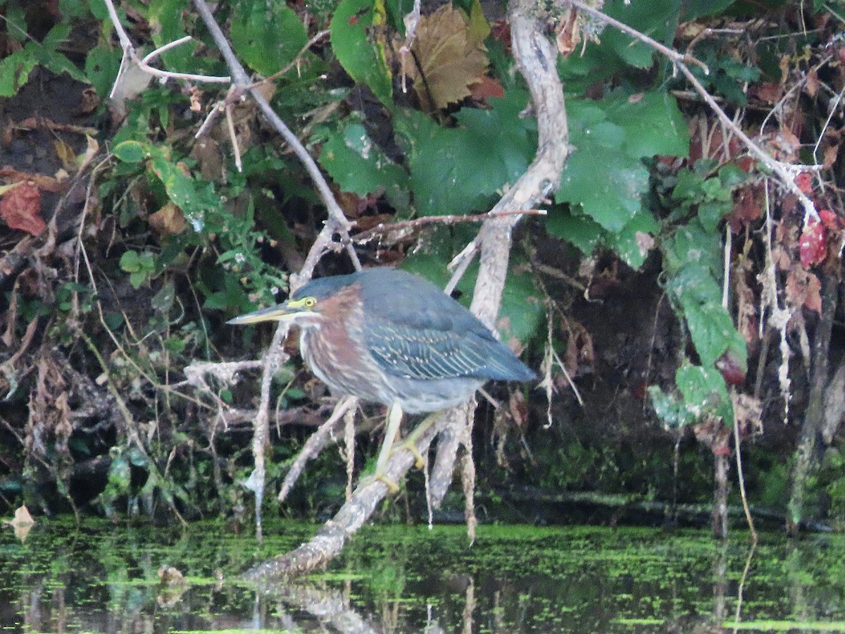 Green Heron - ML643058024