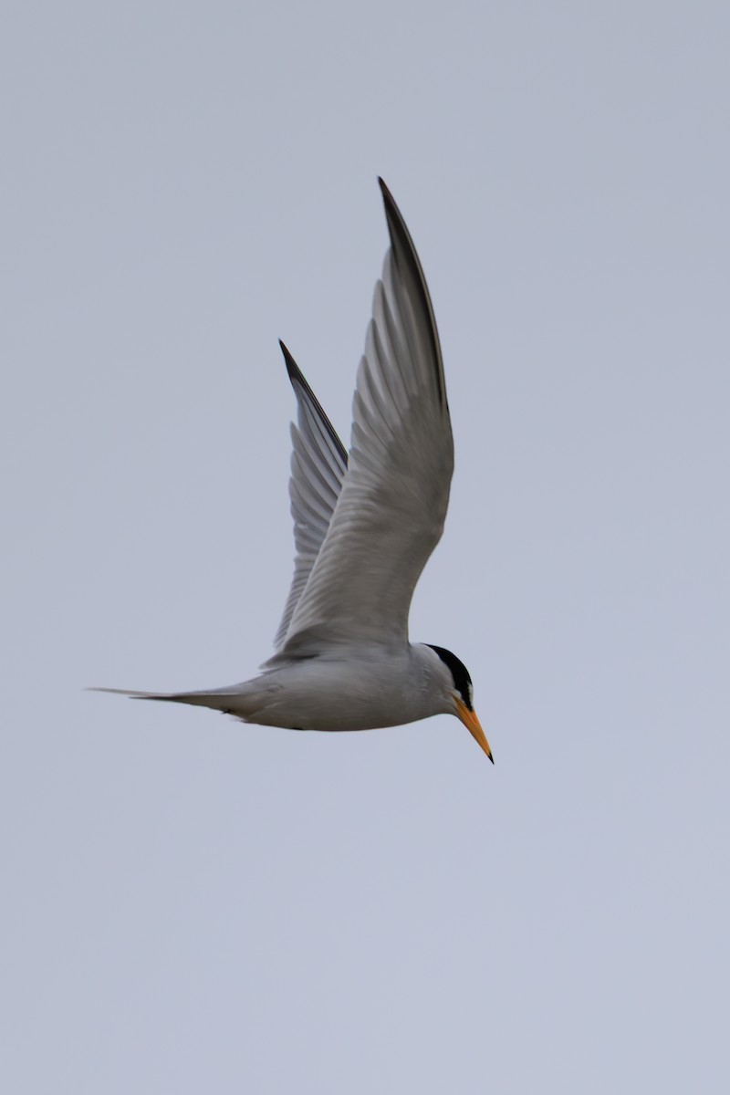 Txenadatxo antillarra - ML643058027