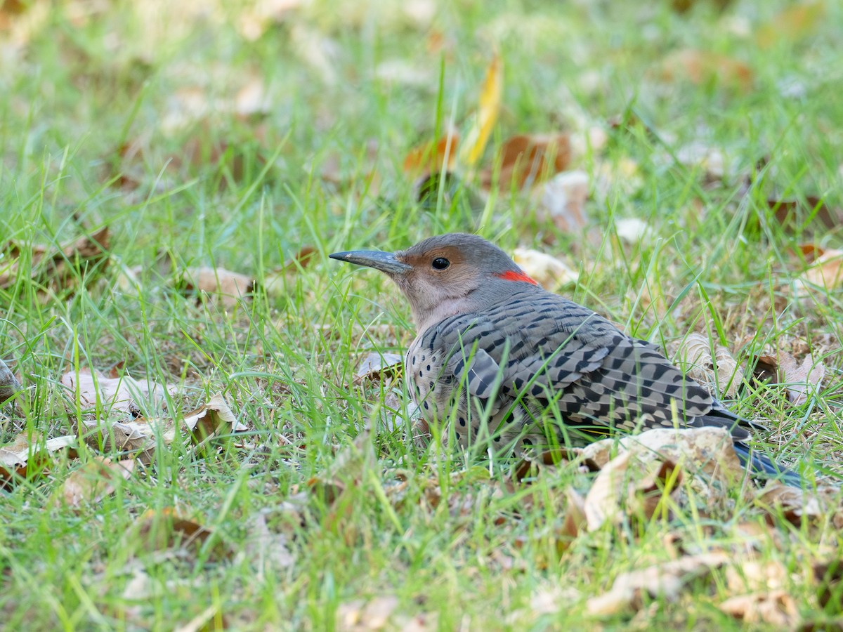Northern Flicker - ML643058046