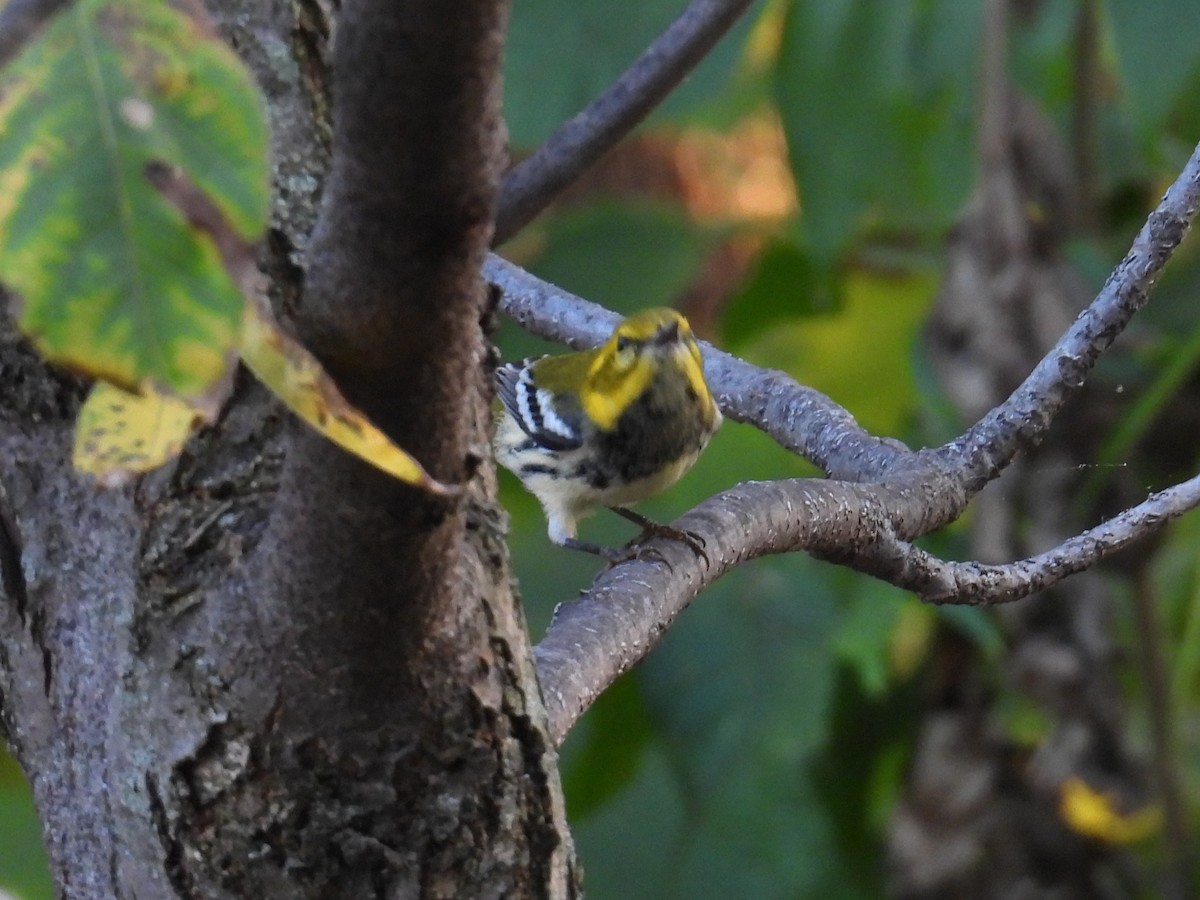 Black-throated Green Warbler - ML643058061