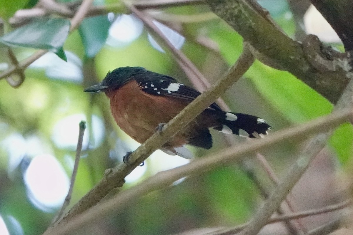 Dot-winged Antwren - ML643058065