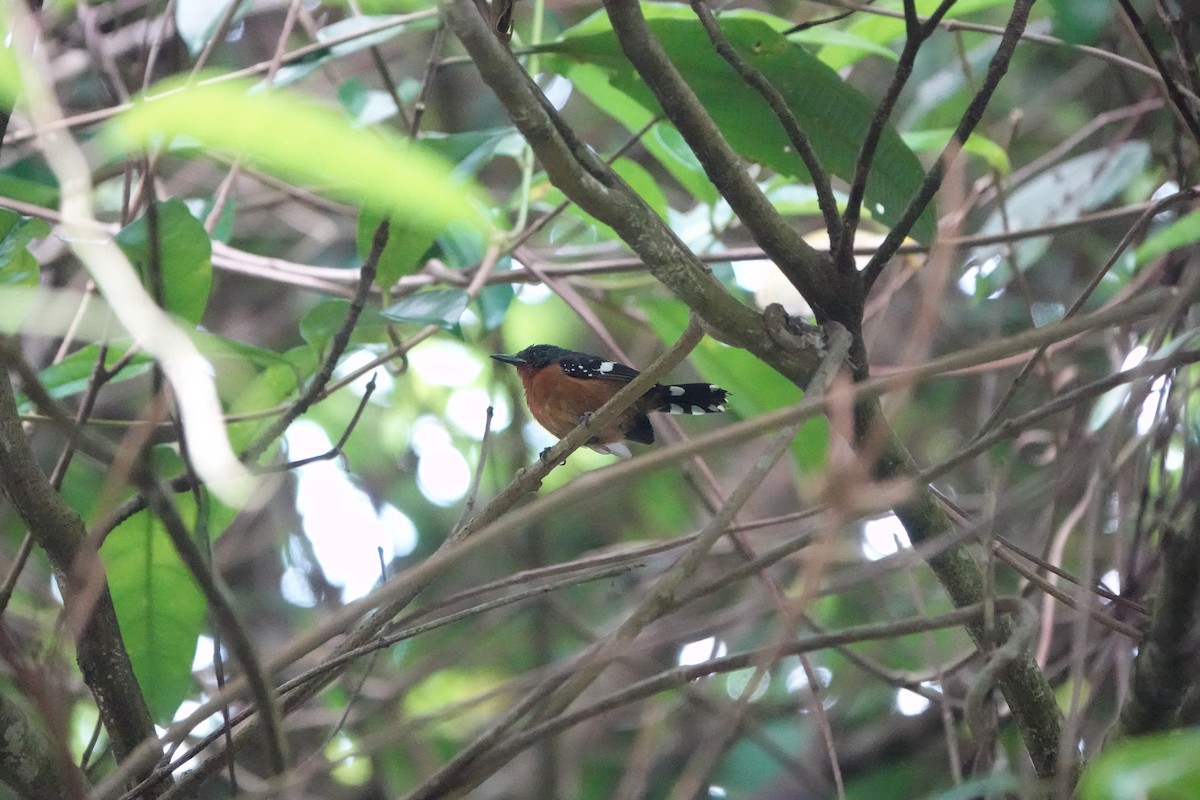 Dot-winged Antwren - ML643058066