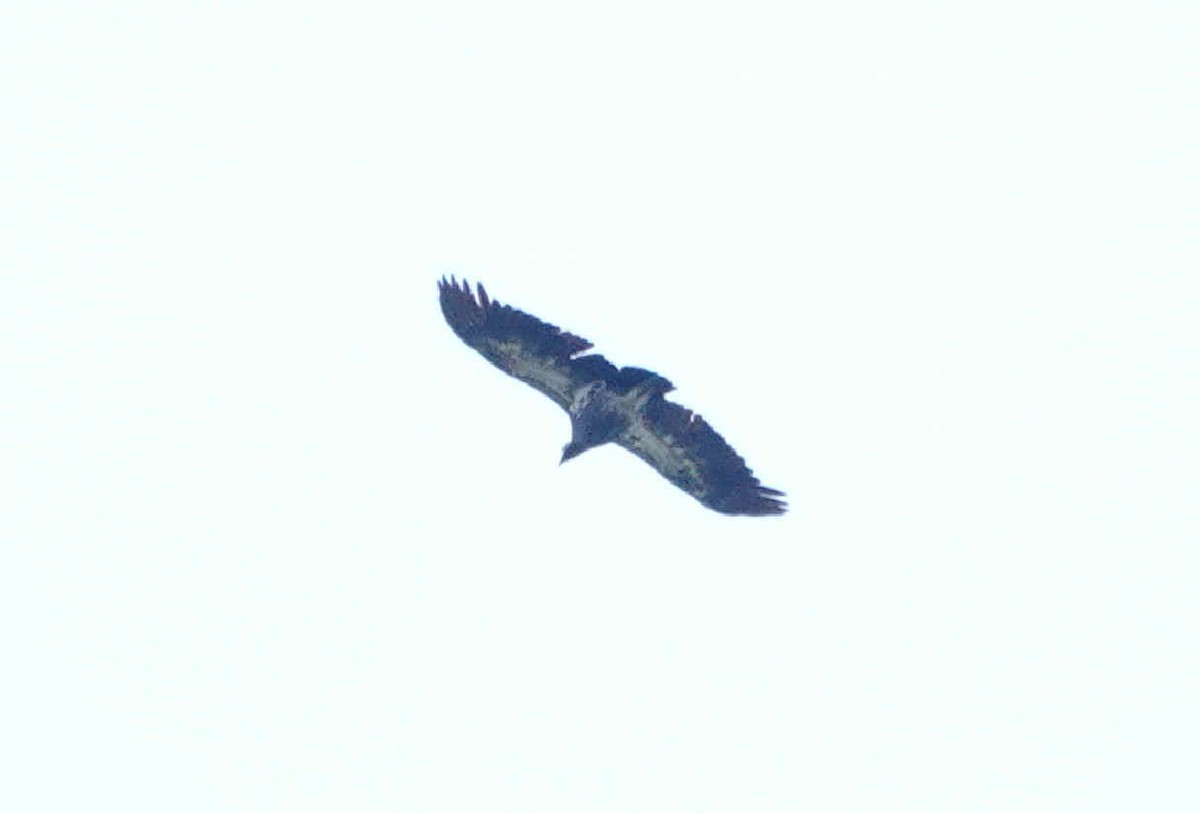 King Vulture - ML643058068