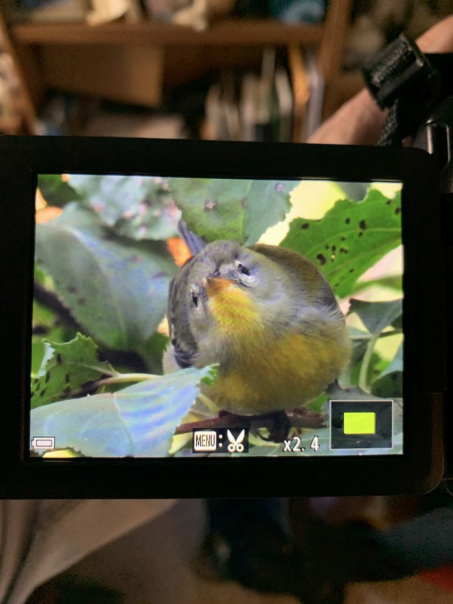 Northern Parula - ML643058096