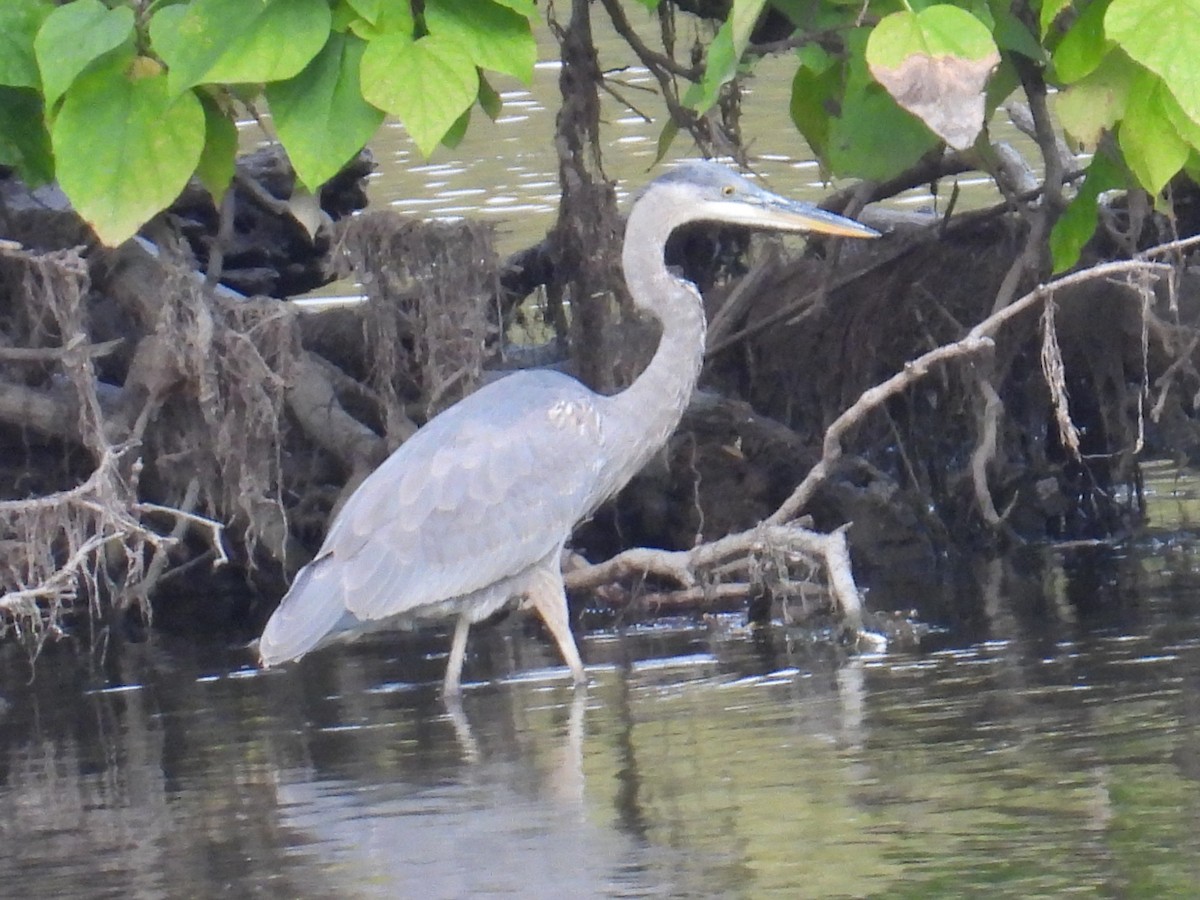 Great Blue Heron - ML643058105