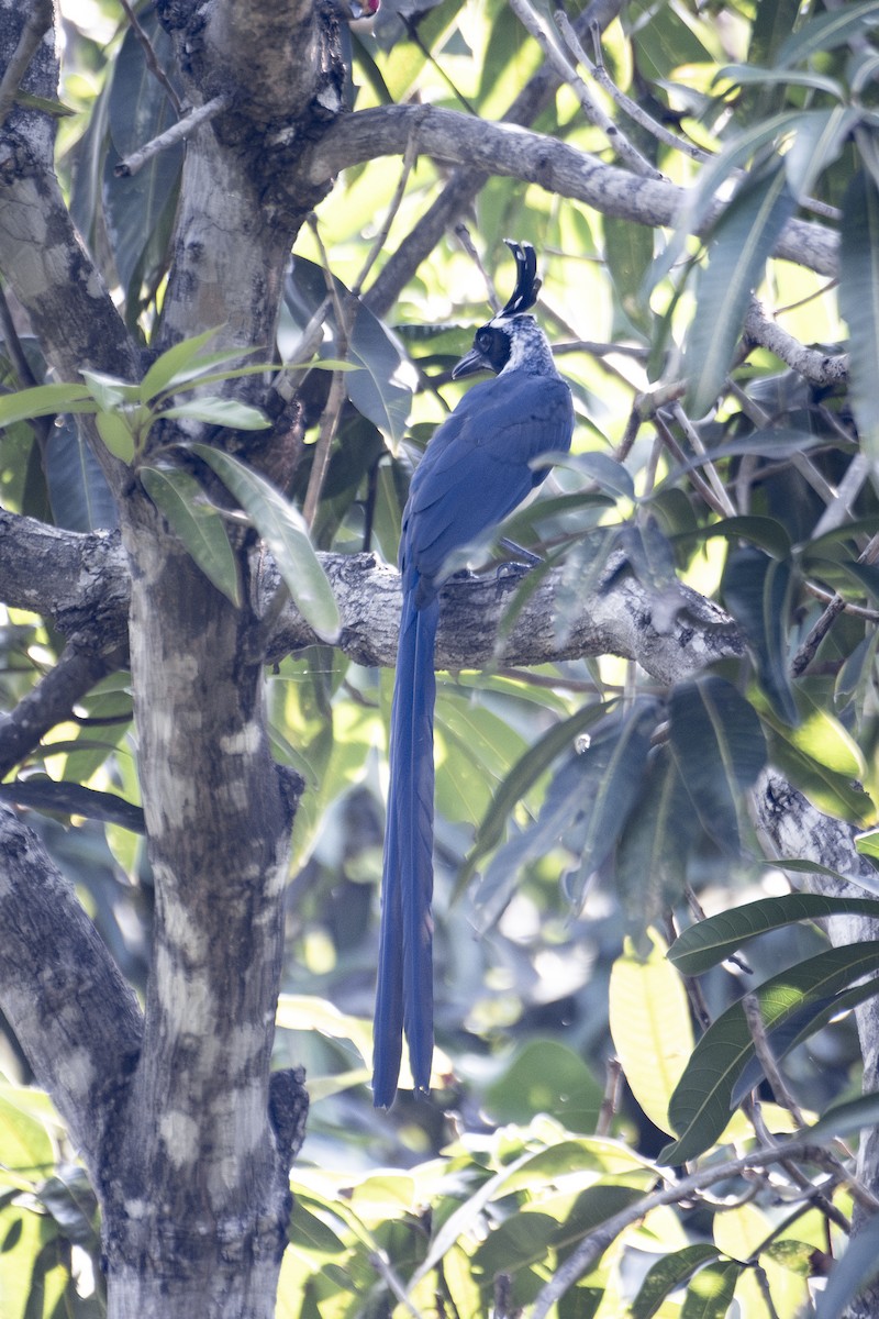 Black-throated Magpie-Jay - ML643058107