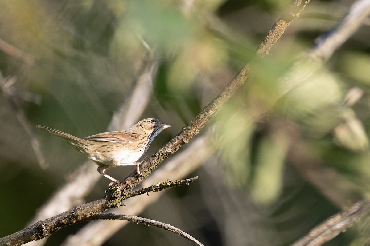Lincoln's Sparrow - ML643058125