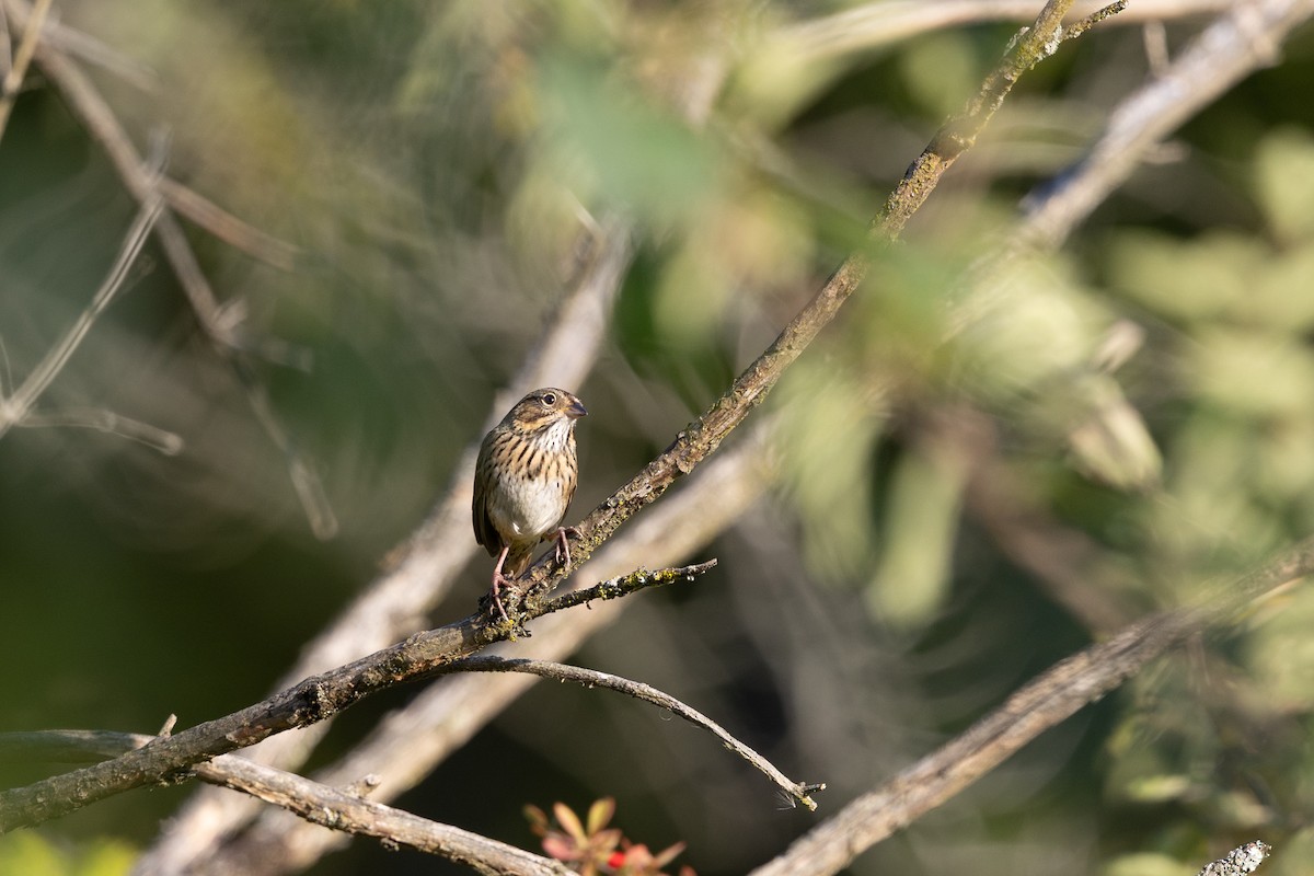 Lincoln's Sparrow - ML643058126