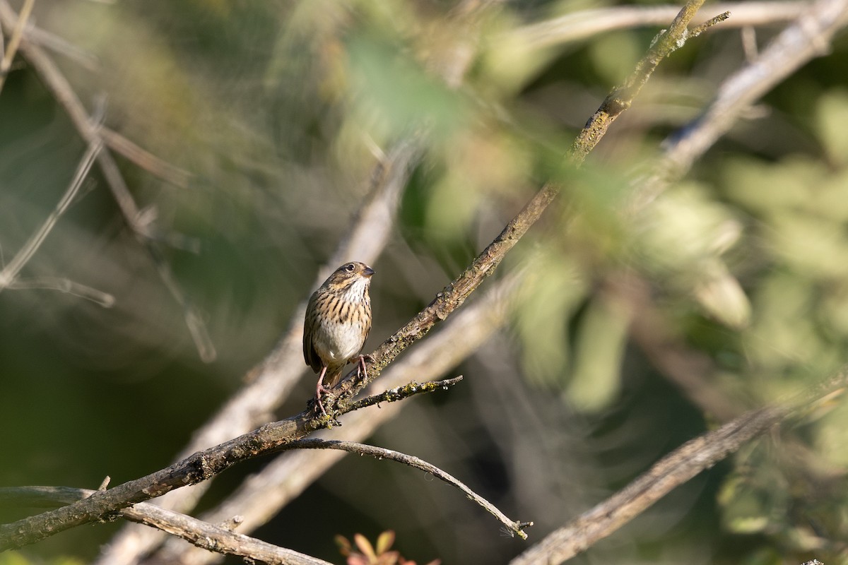 Lincoln's Sparrow - ML643058127