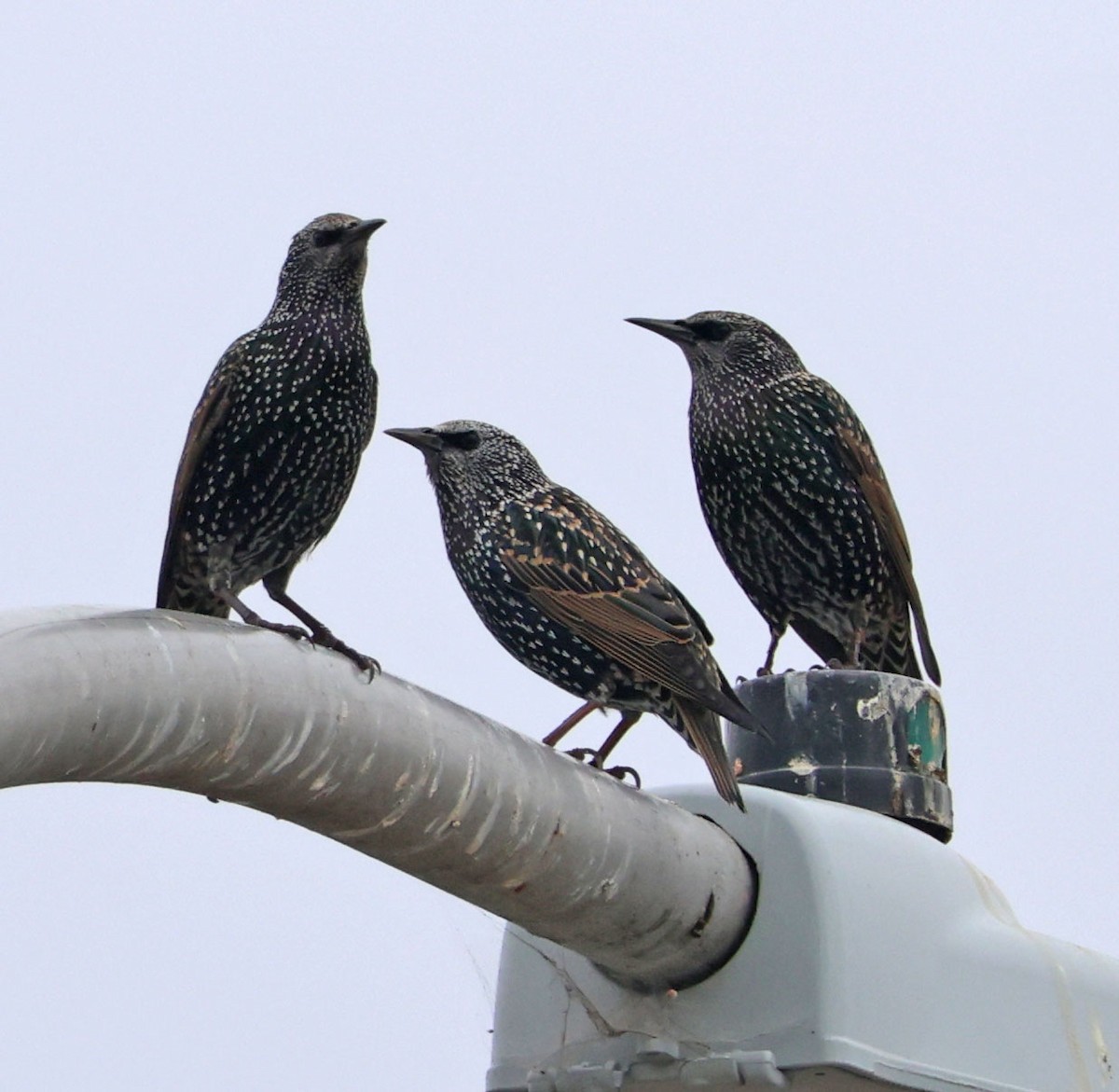 European Starling - ML643058136