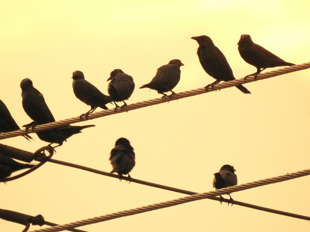 Asian Glossy Starling - ML643058166