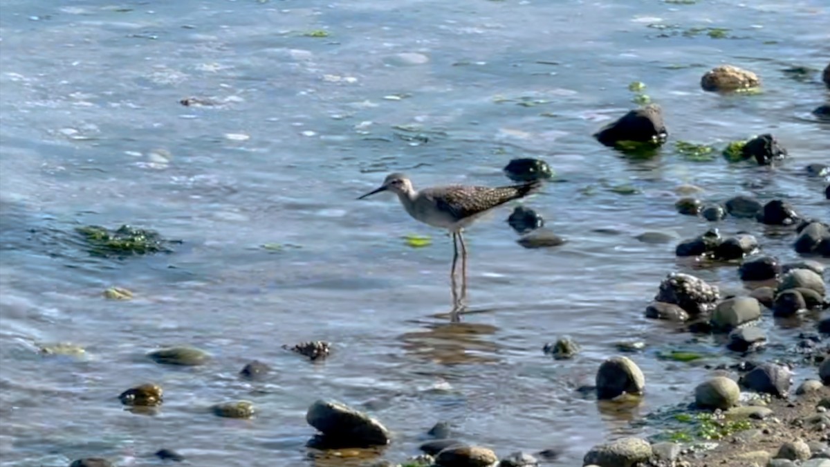 Lesser Yellowlegs - ML643058172