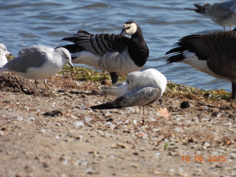 Barnacle Goose - ML643058176