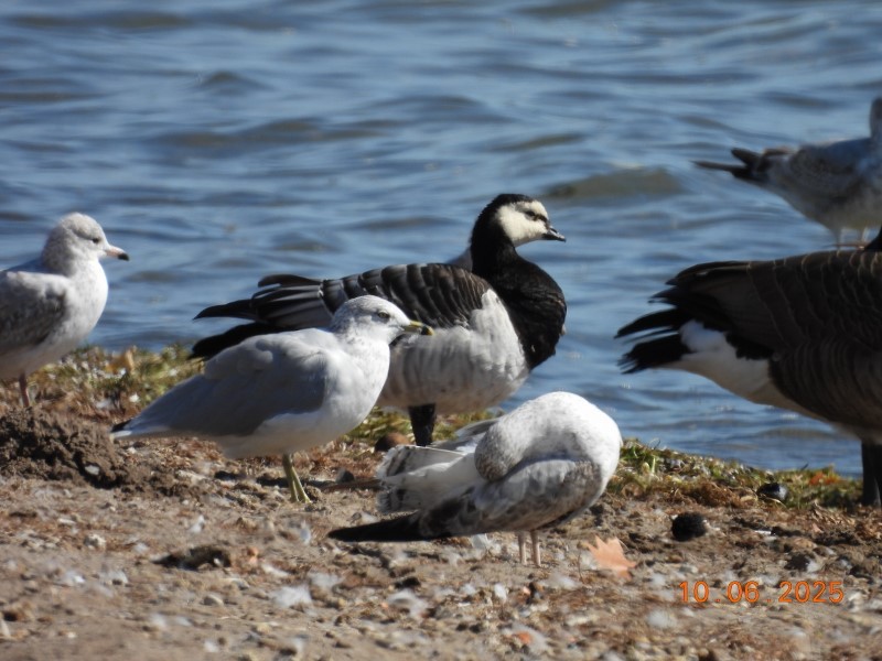 Barnacle Goose - ML643058182
