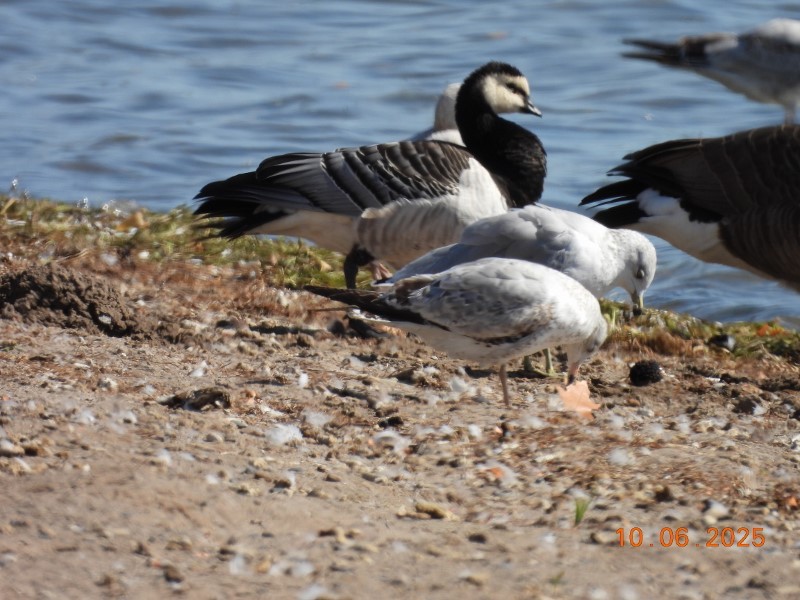 Barnacle Goose - ML643058184