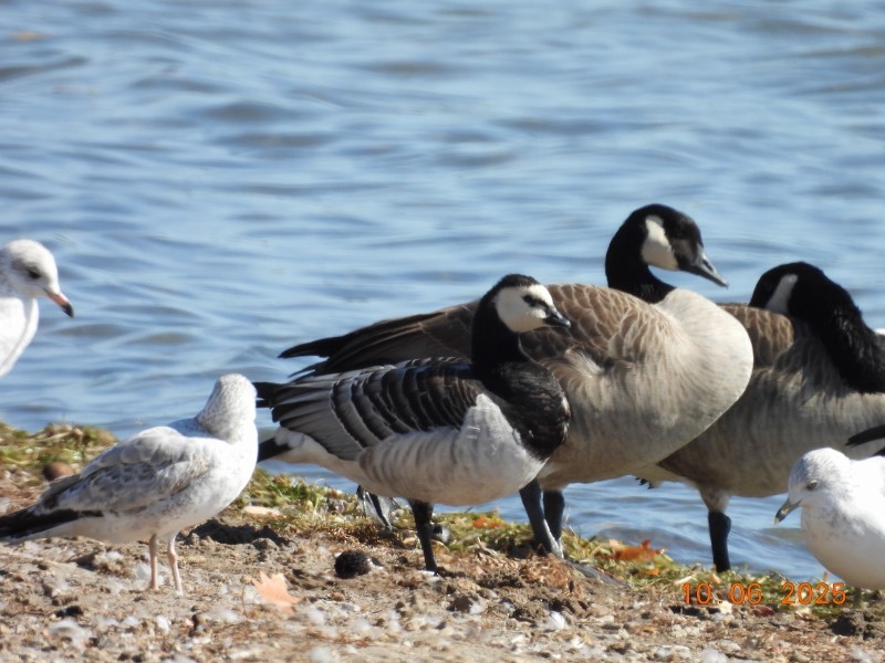 Barnacle Goose - ML643058189