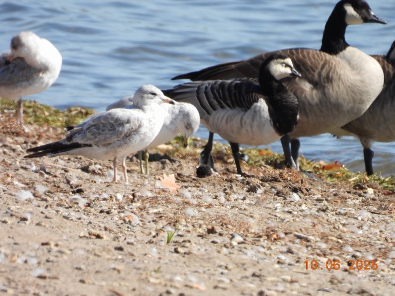 Barnacle Goose - ML643058196