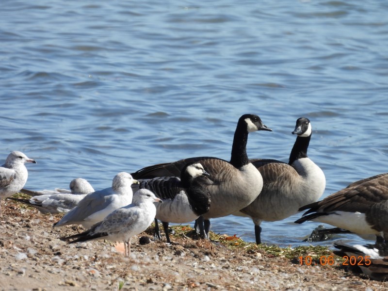 Barnacle Goose - ML643058199