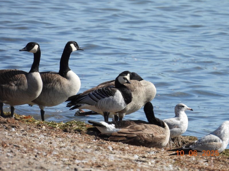 Barnacle Goose - ML643058208