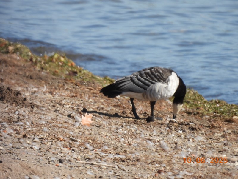 Barnacle Goose - ML643058226