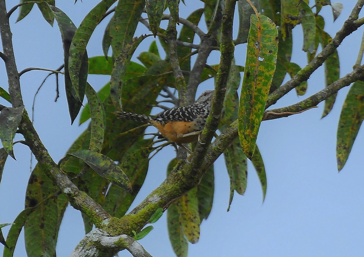 Band-backed Wren - ML643058233