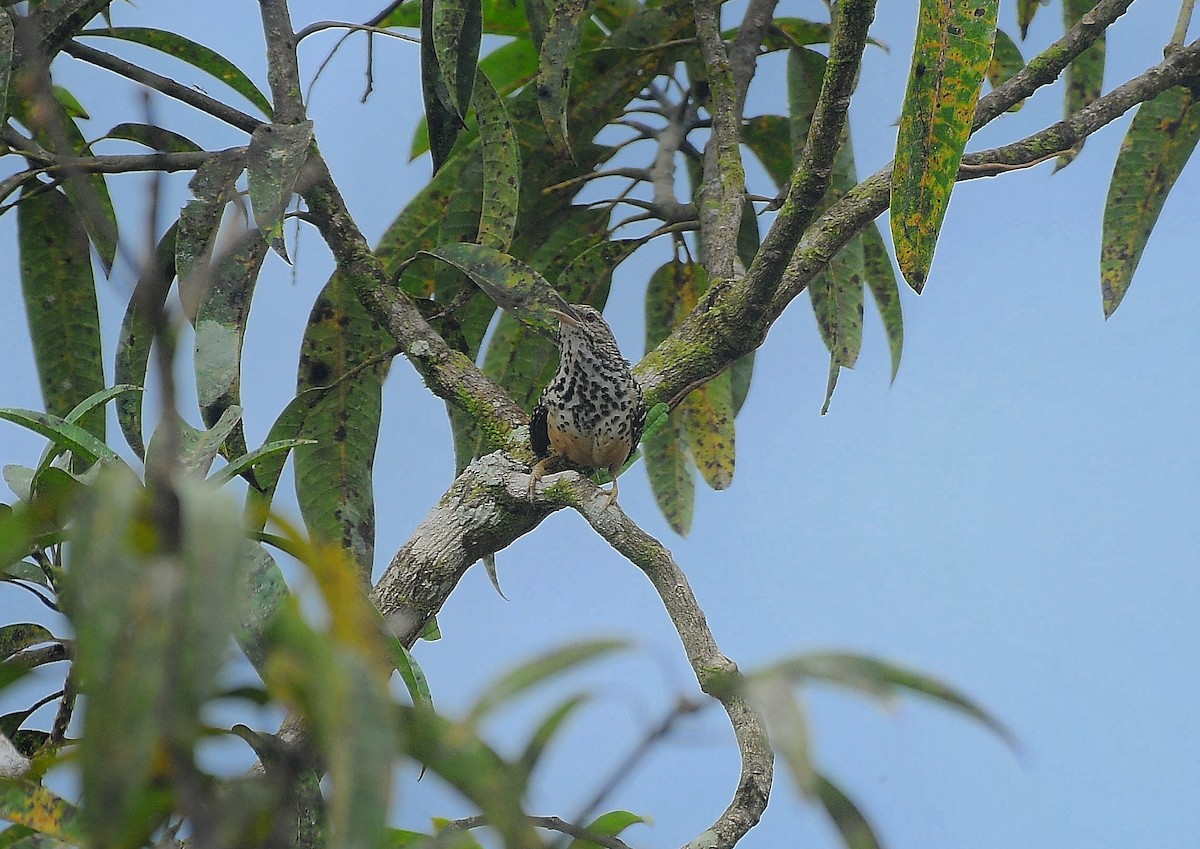 Band-backed Wren - ML643058234