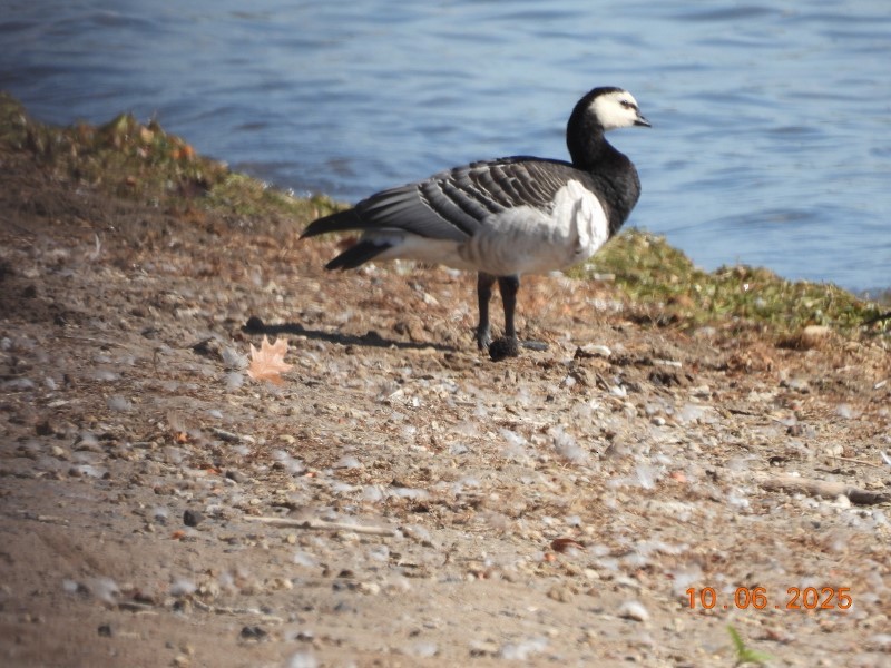Barnacle Goose - ML643058235