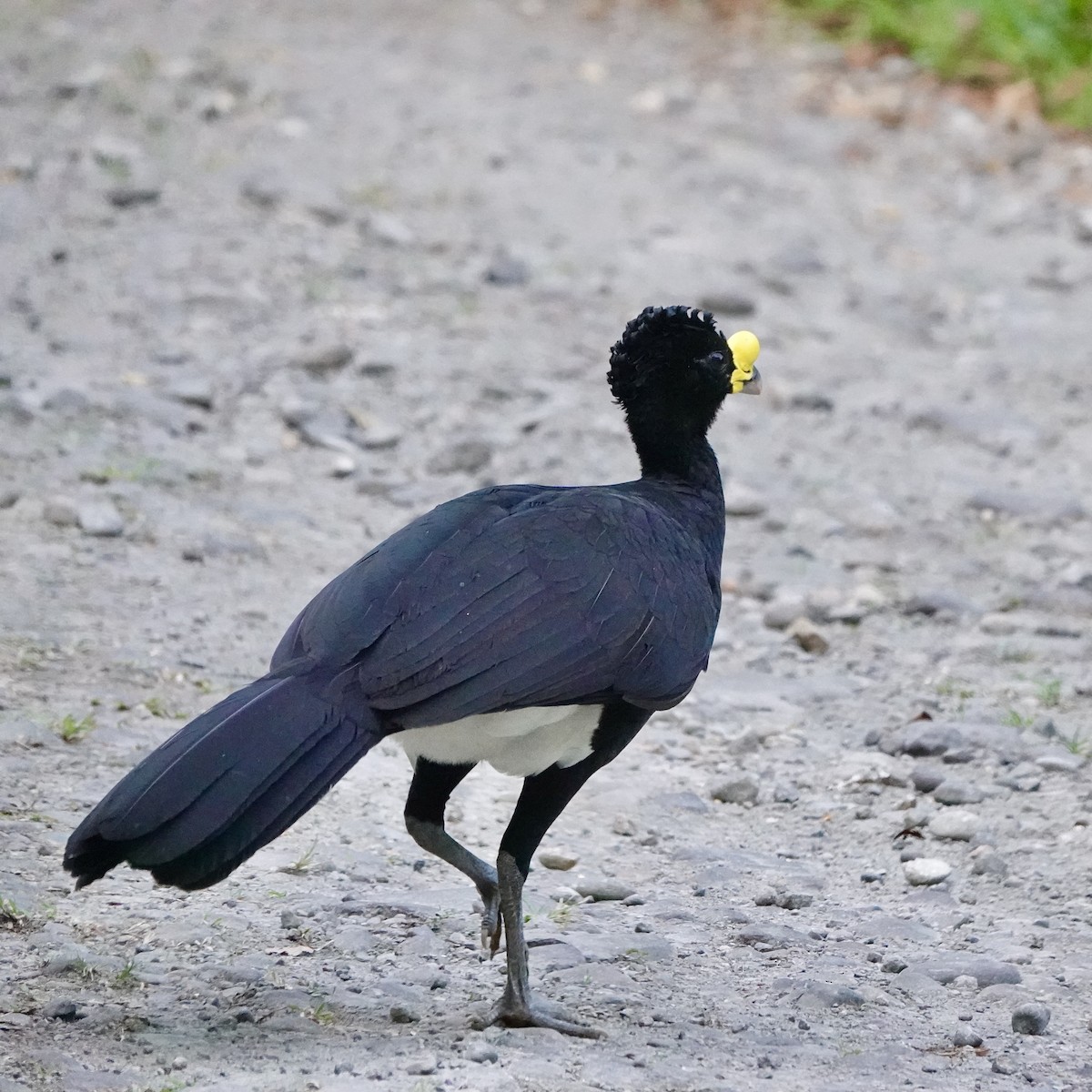 Great Curassow - ML643058237