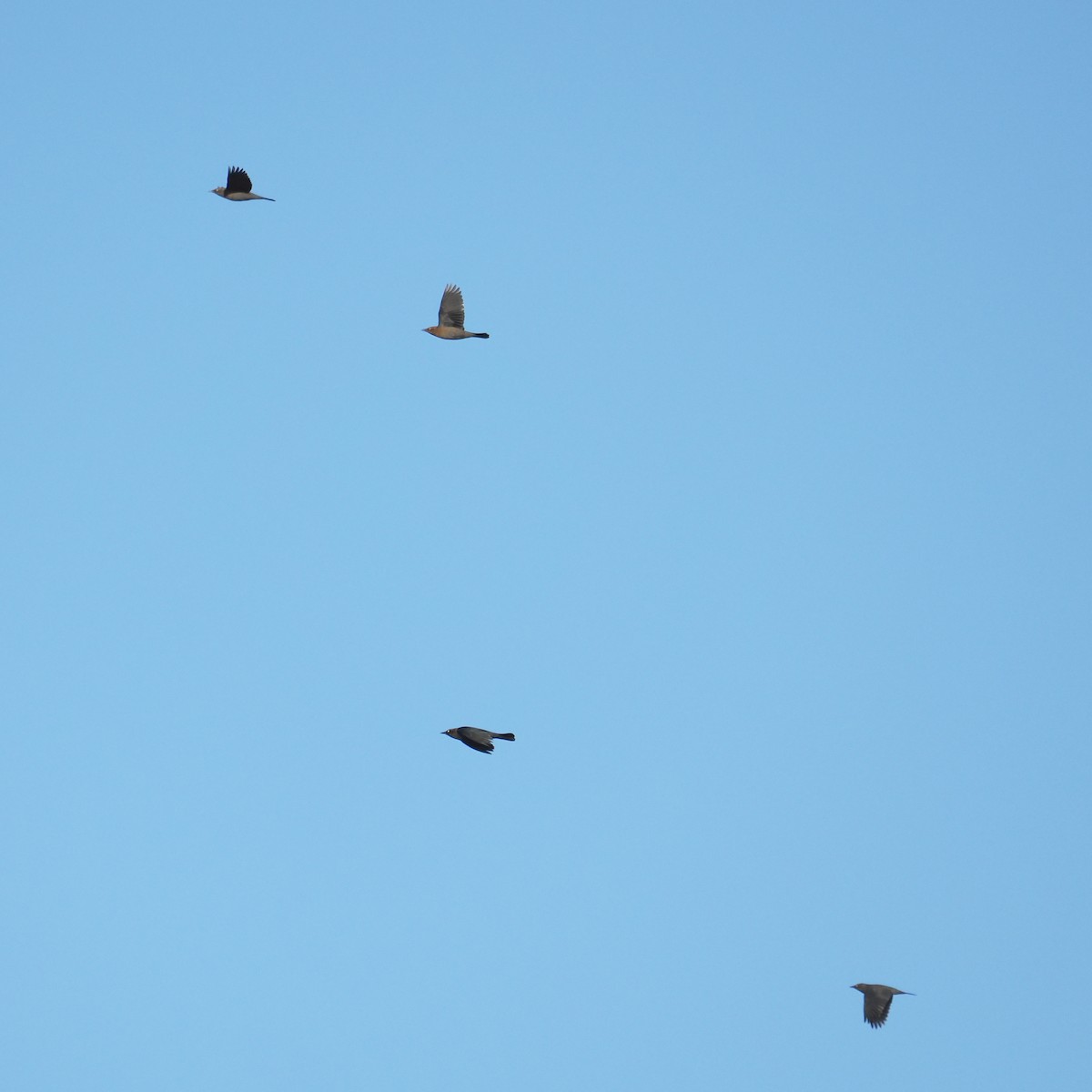 Rusty Blackbird - ML643058247