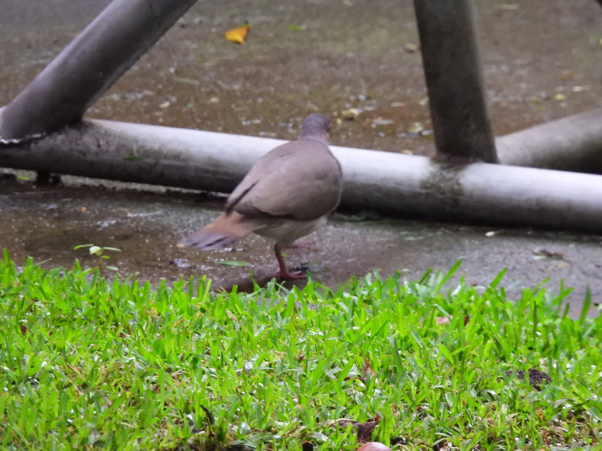 White-tipped Dove - ML643058251