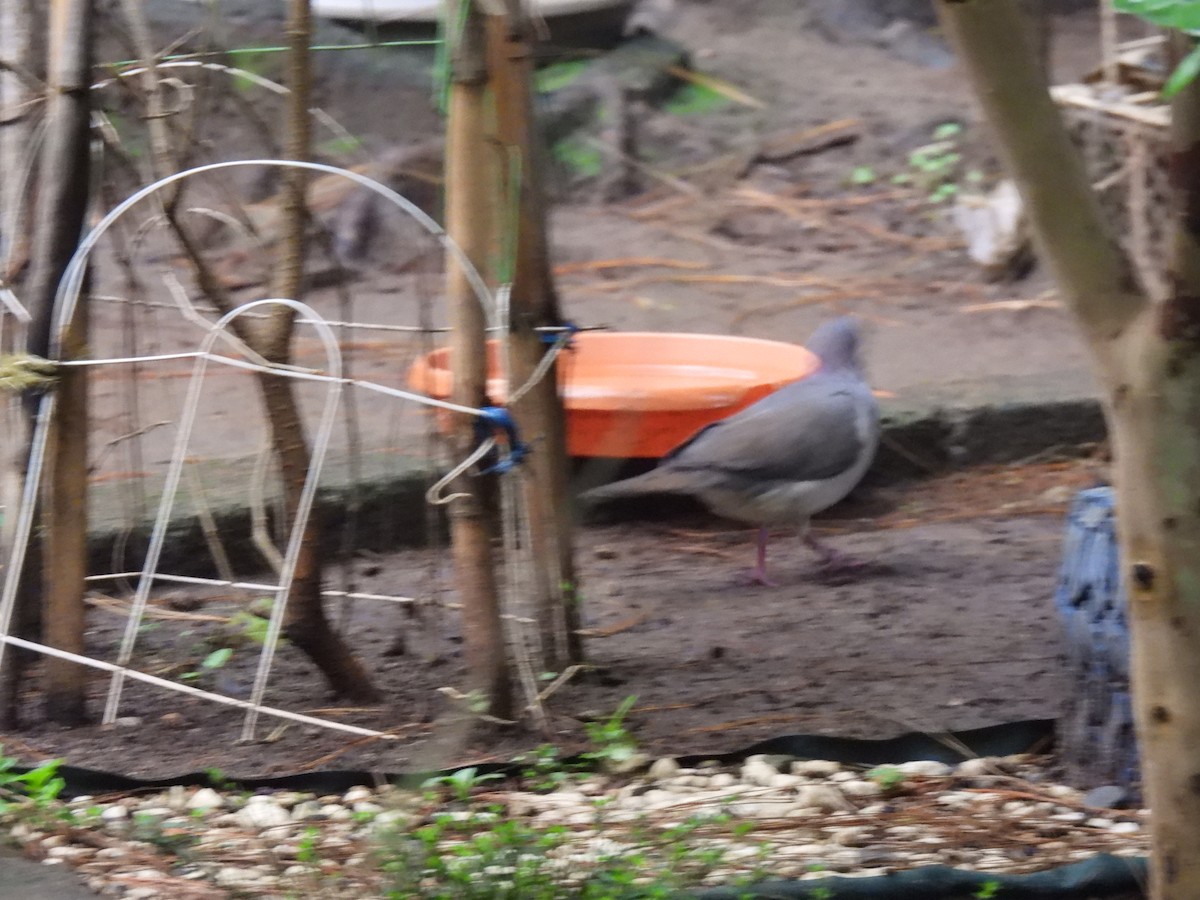White-tipped Dove - ML643058252