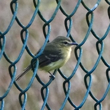 Yellow Tyrannulet - ML643058253